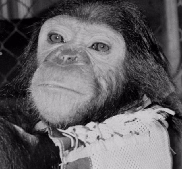 Se cumplen 60 años del viaje de Enos primer chimponauta orbital