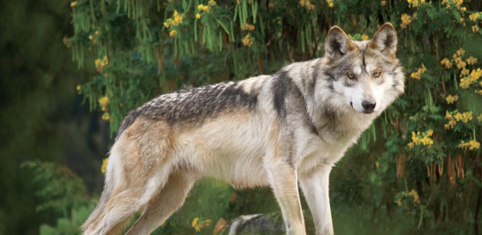 Se recupera la población del lobo mexicano en EU y nuestro país