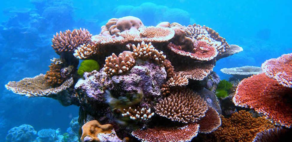 SCJN analizará si la ampliación del Puerto de Veracruz dañará arrecife coral