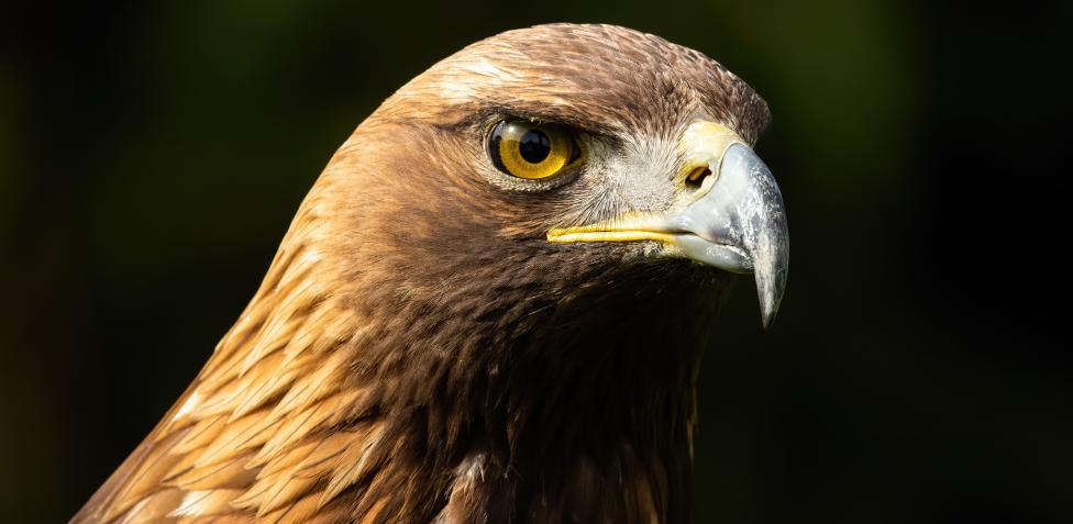 Lanzan campaña para salvar a Águila real; sólo quedan 174 parejas  reproductivas