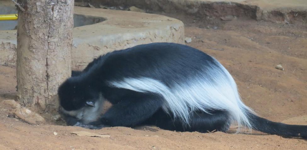 Geofagia: por qué hay gente que no puede parar de comer tierra - BBC News  Mundo