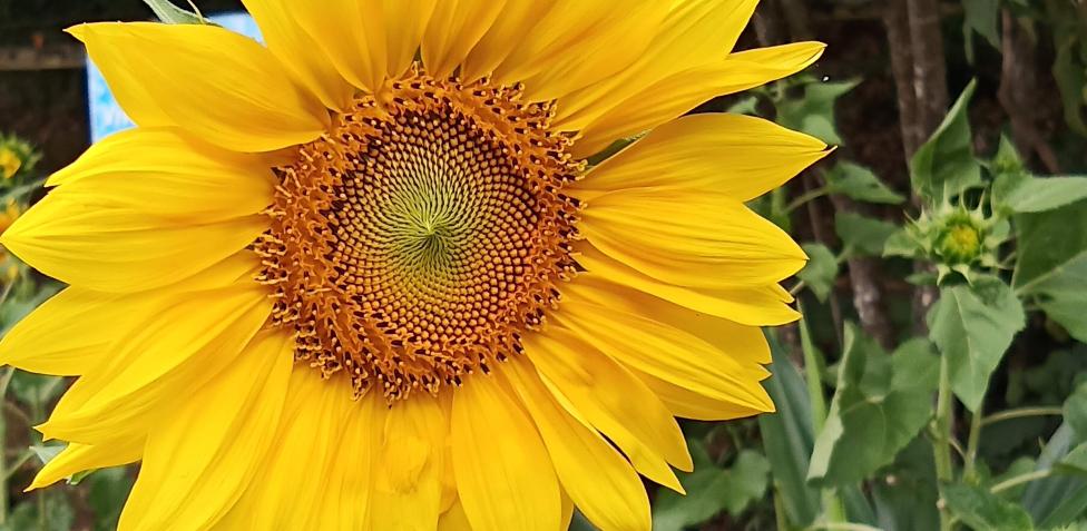 Por qué te llaman así? Los nombres de las plantas.