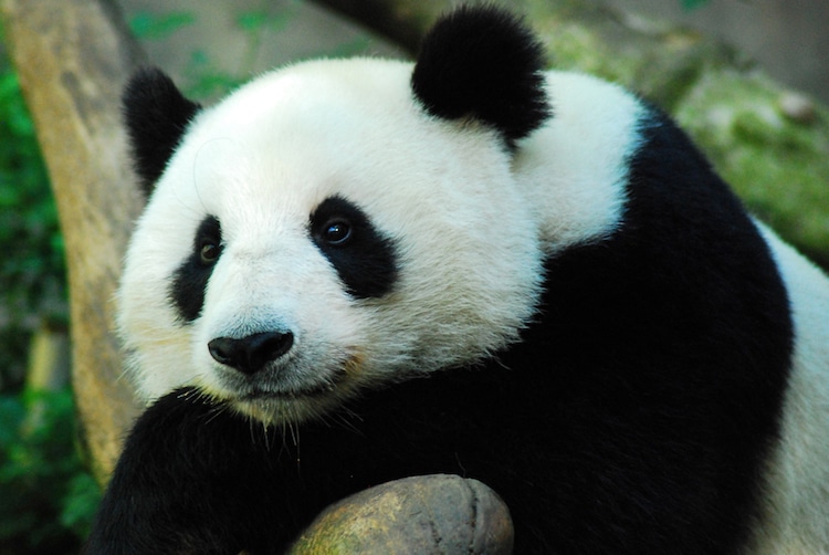 Así cambiaron su dieta los pandas hace seis millones de años - Yo Animal