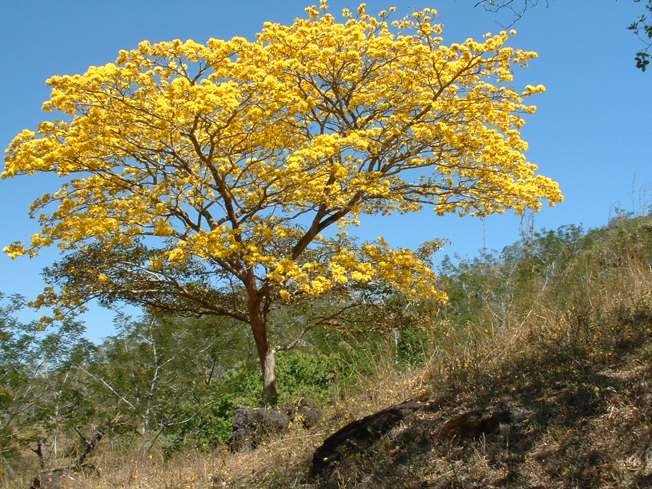 plantas y animales del bosque seco tropical