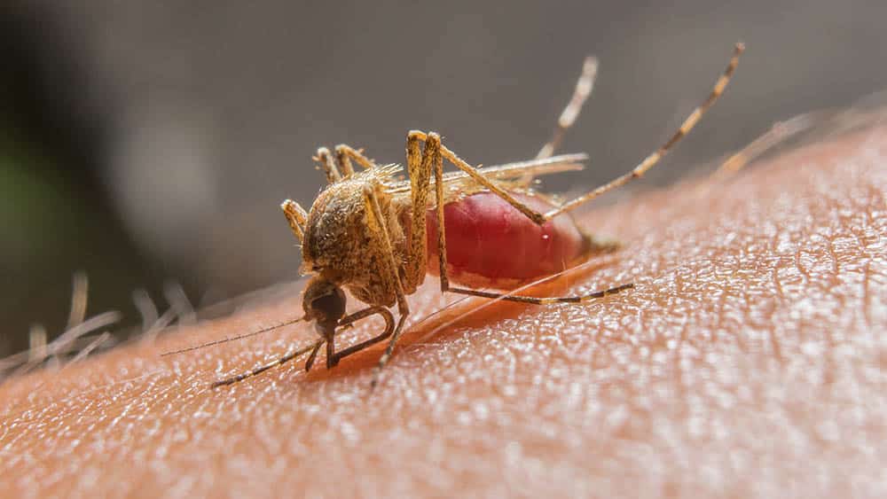 El r de viajes Lethal Crysis se contagió de Malaria, no se tomó el  medicamento que le habían dado - TuBarco Noticias